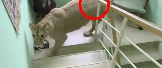 8 невероятных случаев, снятых на камеру