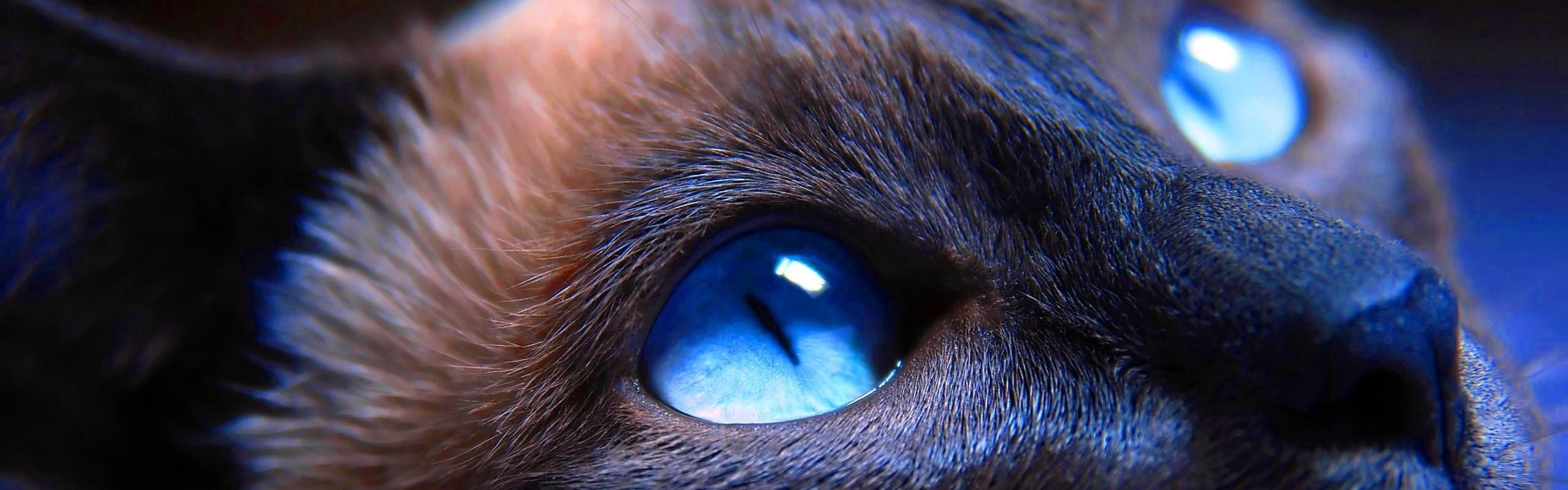 глаза кот морда загрузить