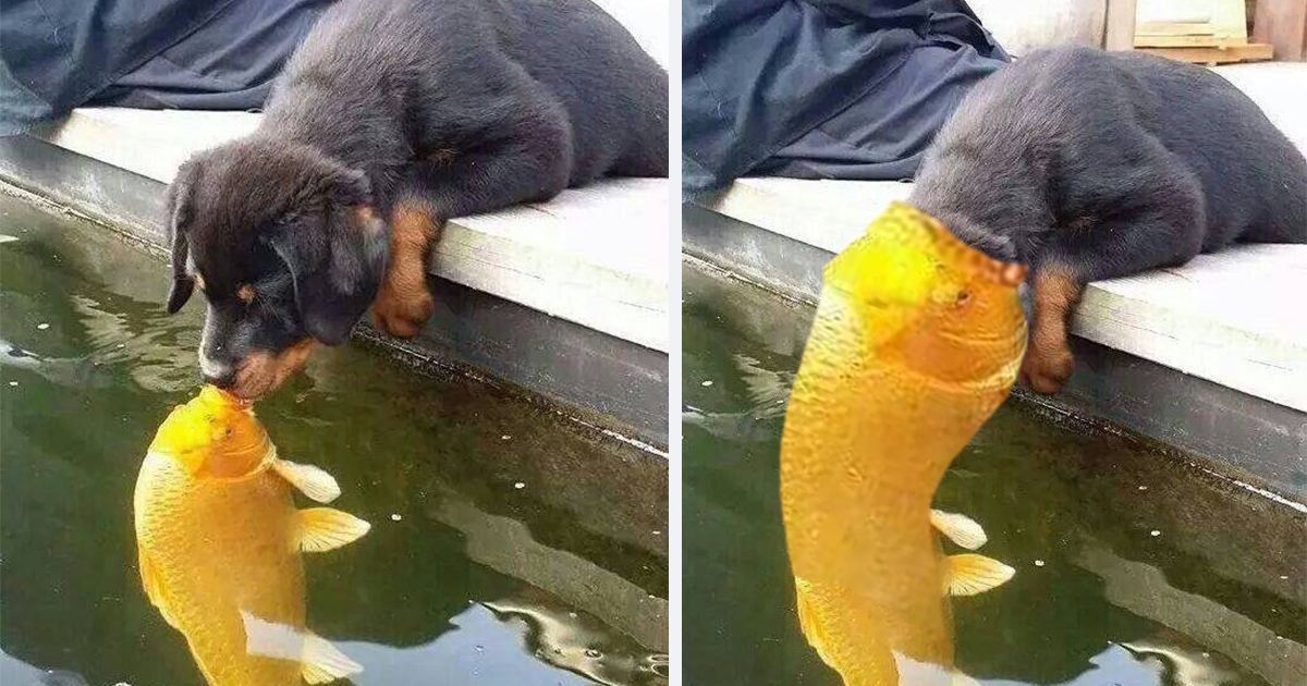 Собаки рыбу съедят. Собака целует рыбку. Щенок и рыбки. Золотая рыбка и собака.