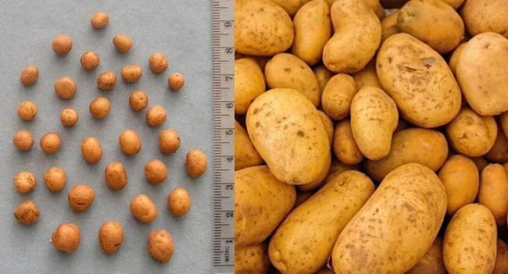 Предок картофеля. Дикий картофель. Дикорастущая картошка. Маленький картофель. Дикая картошка.