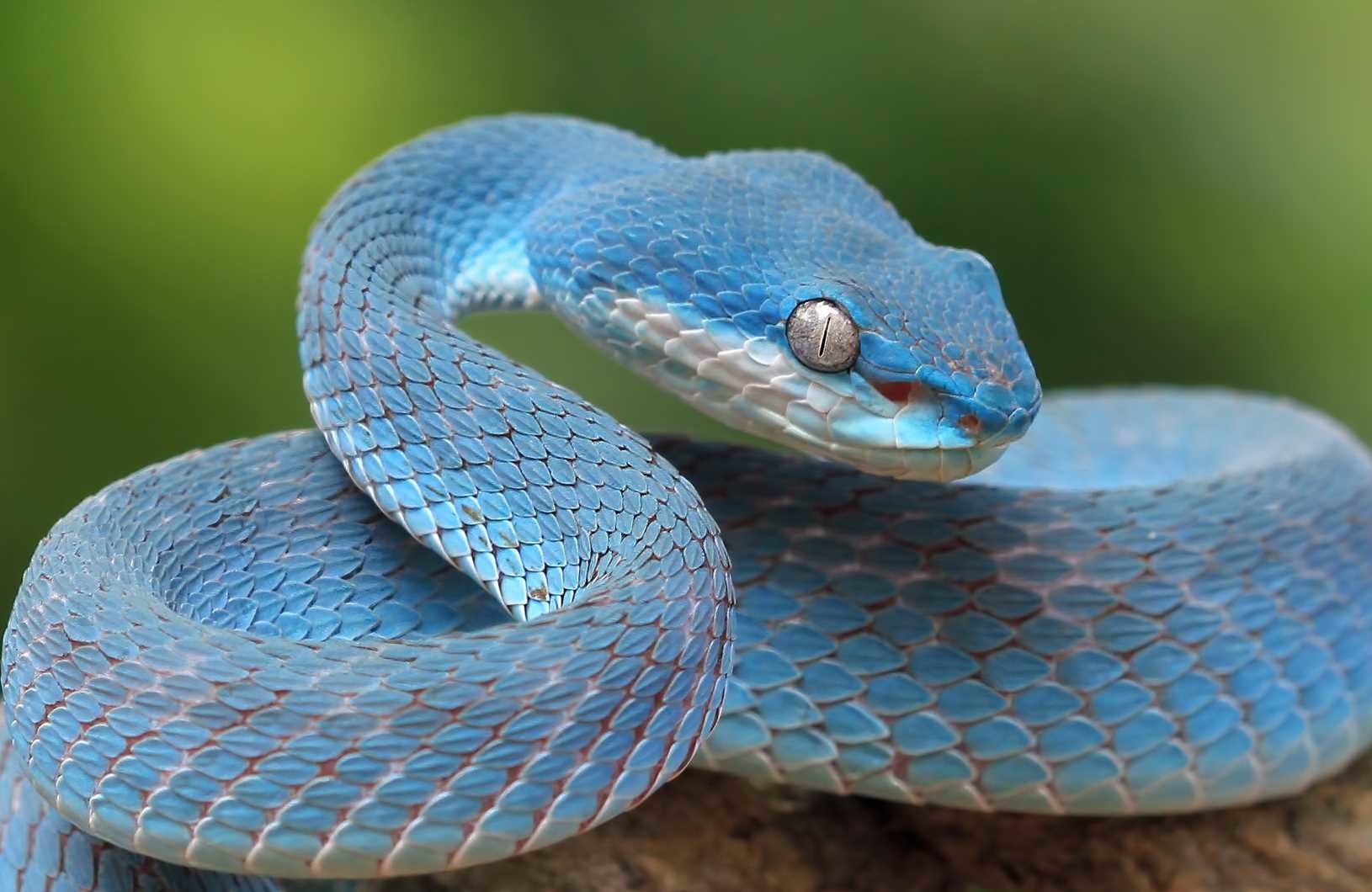 Тест "Яд или Лекарство?": знаете ли Вы какие змеи ядовитые?