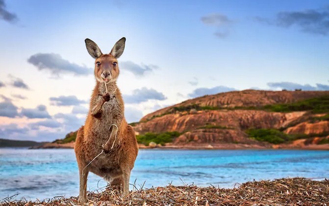 Тест: что ты знаешь об Австралии?