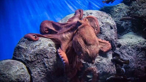 В Тихом океане нашли 4 четыре новых вида осьминога