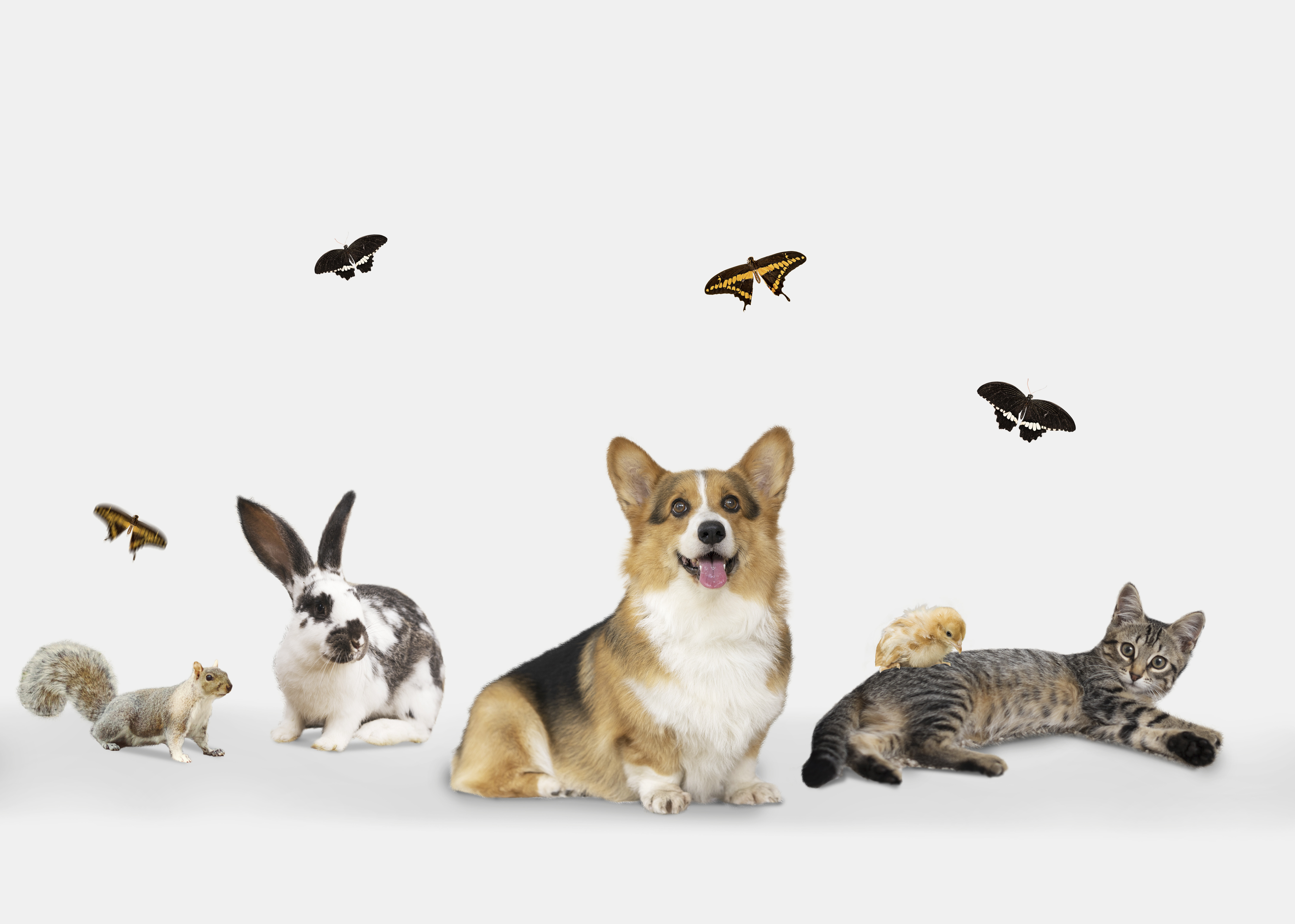 Загадки Фауны: Угадайте Зверя по Описанию – Проверьте Свои Знания!