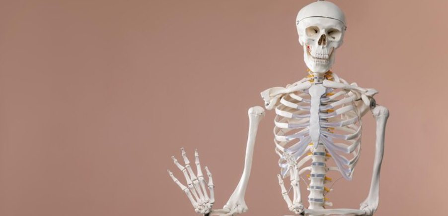 Викторина по анатомии: Узнай, насколько ты разбираешься в человеческом теле!