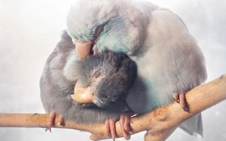 Трогательная love story попугаев Лессона