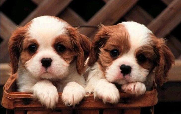 Тест "Щенячья радость": разбираетесь ли вы в породах собак
