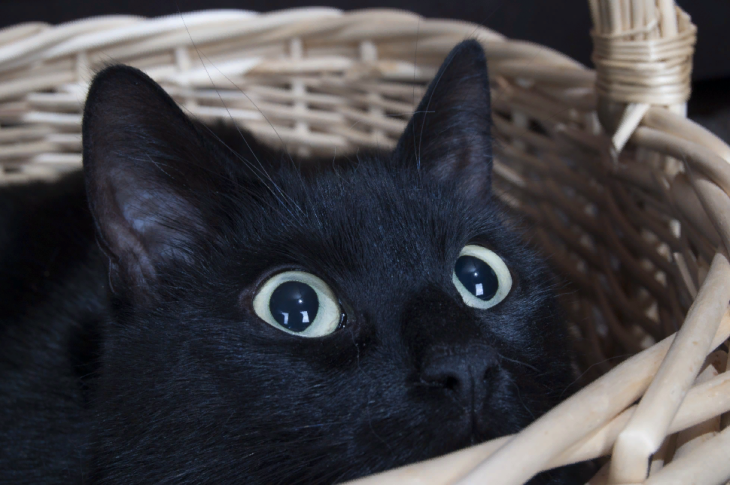 Кот Томмасо наследник 13 миллионов долларов. Несколько удивительных историй про черных котов.