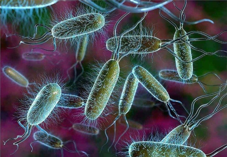 Тест на проверку общих знаний по биологии: тема "Бактерии"