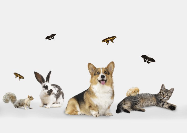 Загадки Фауны: Угадайте Зверя по Описанию – Проверьте Свои Знания!