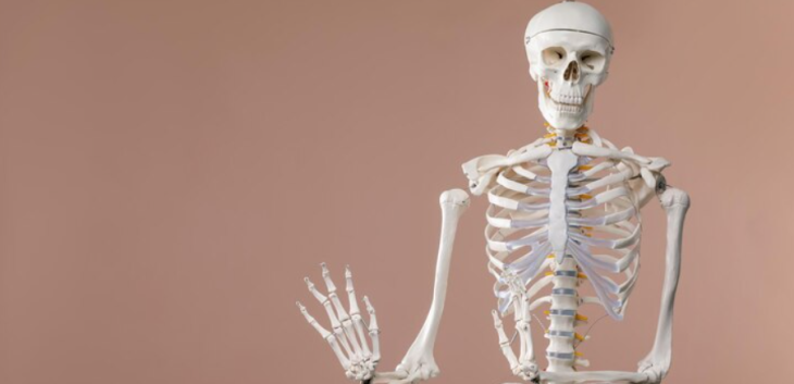 Викторина по анатомии: Узнай, насколько ты разбираешься в человеческом теле!