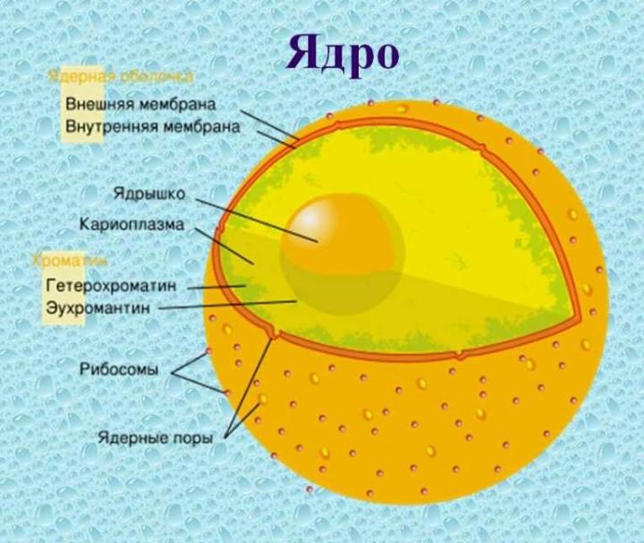 Исчезновение ядерной оболочки происходит в. Строение ядра клетки. Ядро отсутствует в клетках. Функции ядрышка в клетке. Женщина с ядром.